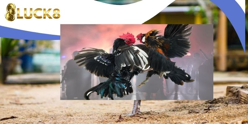 Hai sảnh cược nổi bật tại đá gà J88